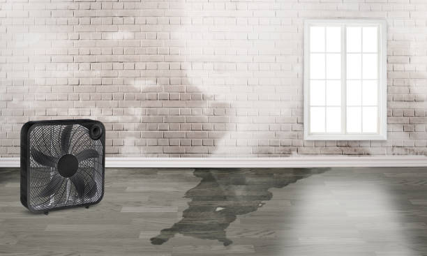 Best Local water damage restoration  in Adams, WI