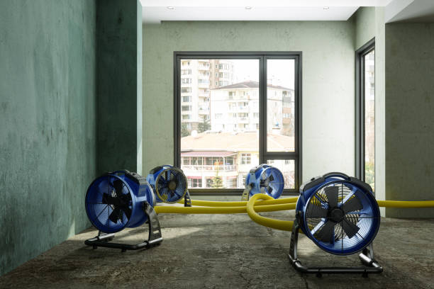 Best Mold removal after water damage  in Adams, WI